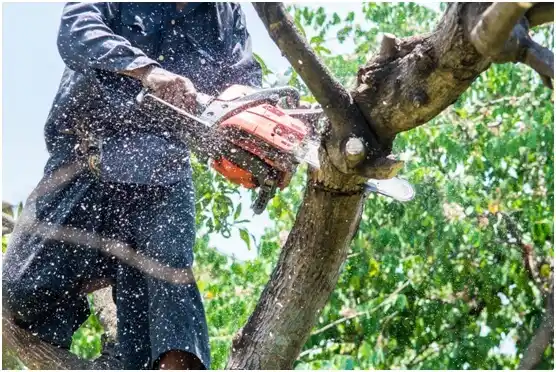 tree services La Luisa
